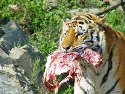 תזונה ללוחמים